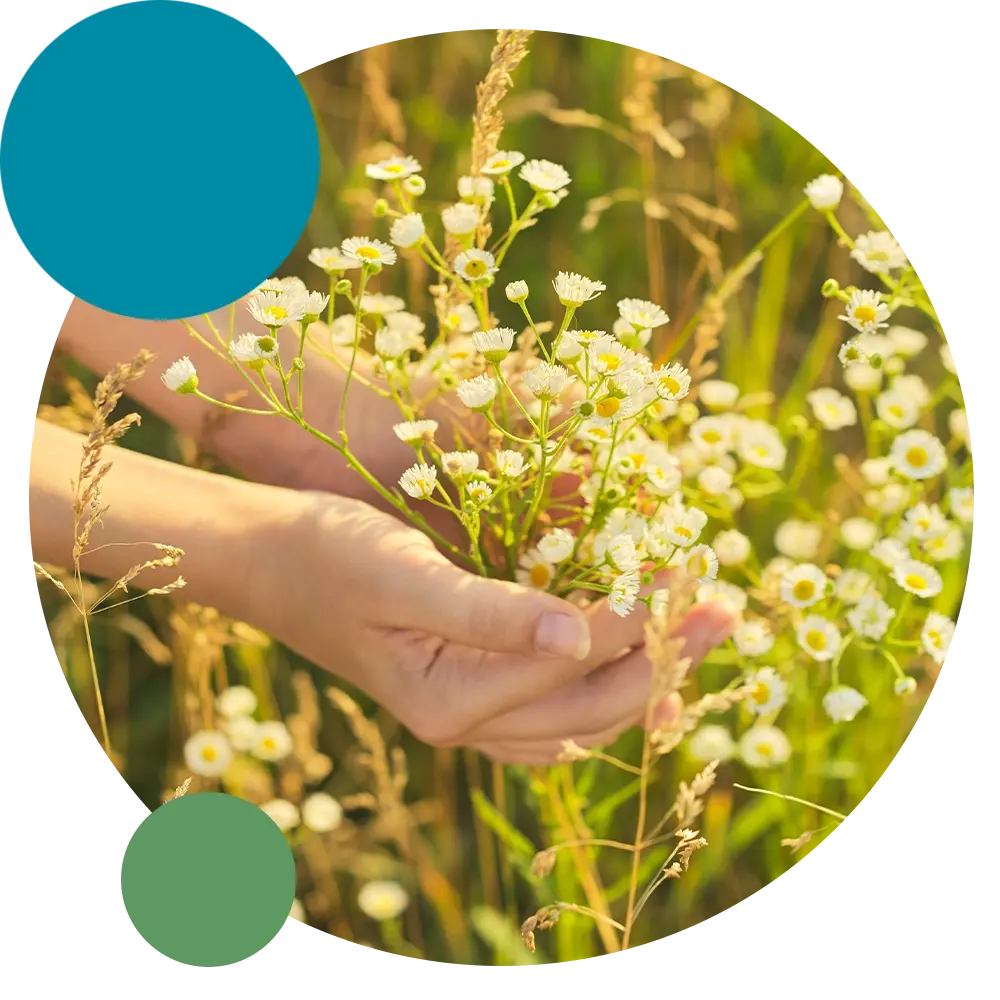 Hands grabing a hanfull of flowers Hands grabing a hanfull of flowers