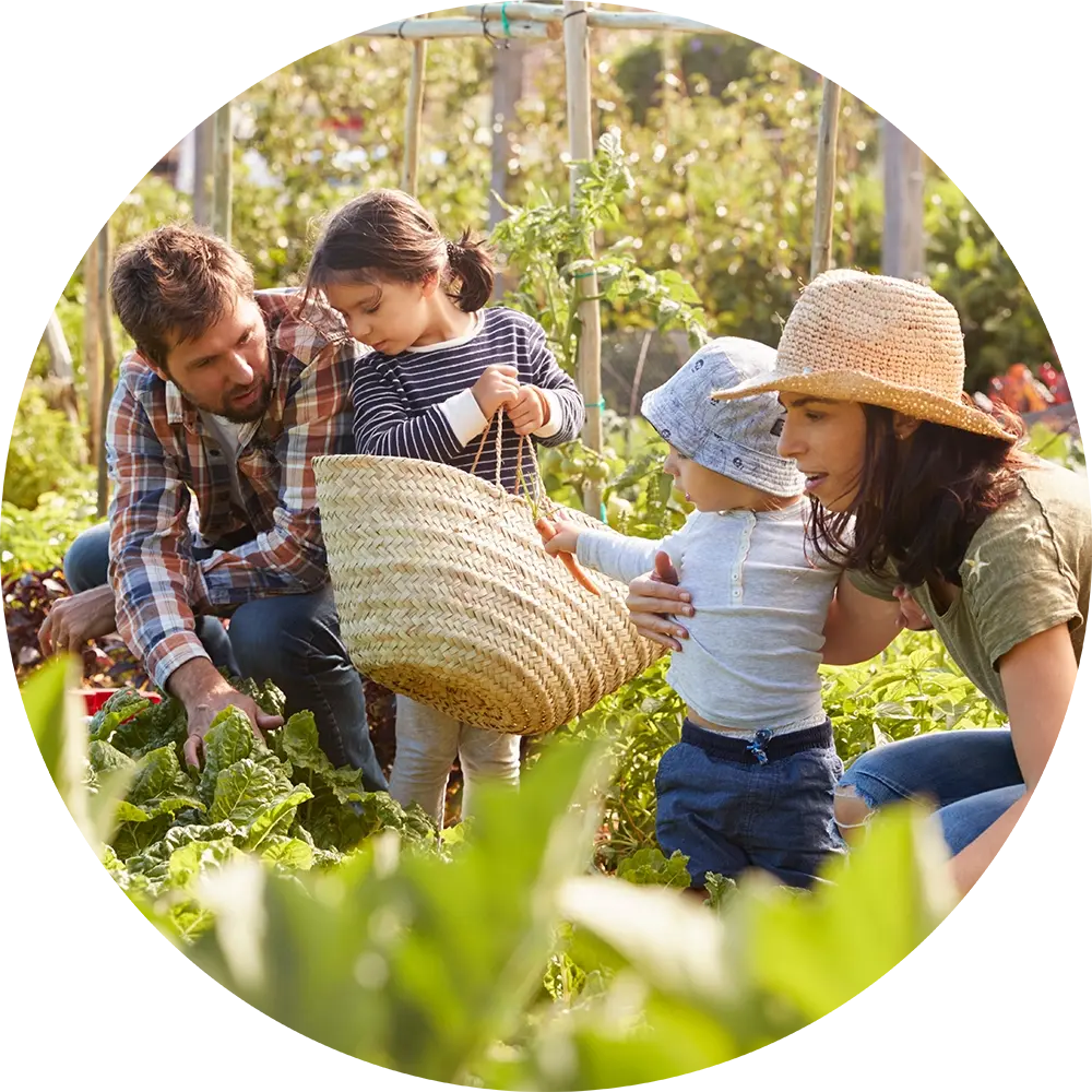 A family picking up vegetables